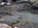 日本水の森（風のみち遊歩道）の写真のサムネイル写真14