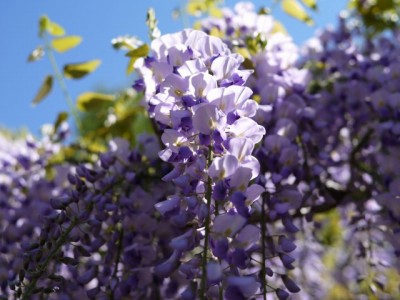 桶川市子ども公園 わんぱく村の写真21