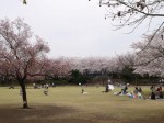 御伊勢塚公園の写真のサムネイル写真15