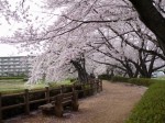 小畔水鳥の郷公園の写真のサムネイル写真4