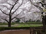 小畔水鳥の郷公園の写真のサムネイル写真5