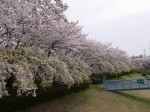 小畔水鳥の郷公園の写真のサムネイル写真6