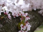 小畔水鳥の郷公園の写真のサムネイル写真8