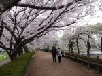 小畔水鳥の郷公園の写真のサムネイル写真9