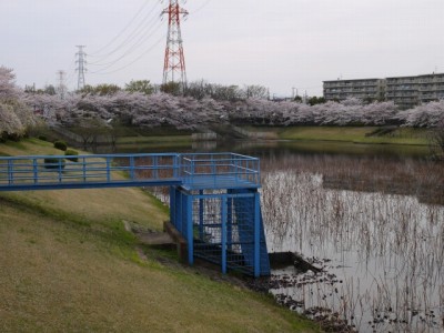 小畔川の写真