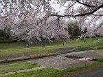 小畔川の写真のサムネイル写真2