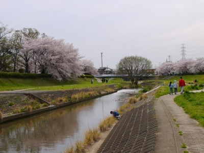 小畔川の写真10