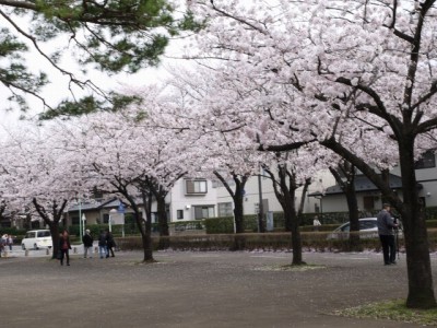 おいせ橋通りのサクラの写真2