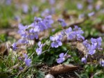 池辺公園の写真のサムネイル写真5