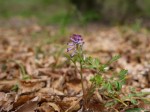 池辺公園の写真のサムネイル写真18