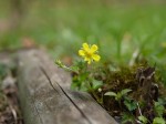 池辺公園の写真のサムネイル写真19