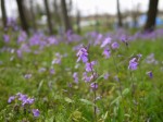 池辺公園の写真のサムネイル写真20