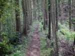 金鑚コース（神川町ハイキングコース）の写真のサムネイル写真72