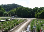 ときがわ花菖蒲園の写真のサムネイル写真5