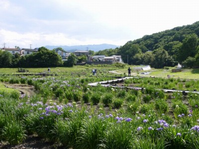 ときがわ花菖蒲園の写真7