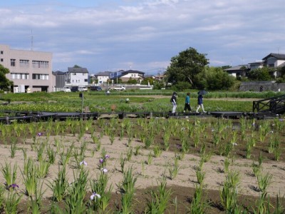 ときがわ花菖蒲園の写真14