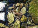 ときがわ花菖蒲園の写真のサムネイル写真26