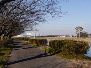 県営権現堂公園（一号公園）の写真22