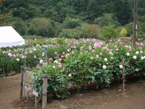 両神山麓 花の郷 ダリア園の写真4