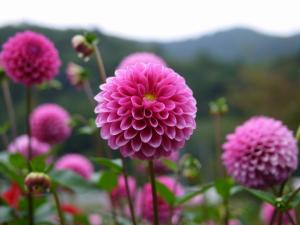 両神山麓 花の郷 ダリア園の写真6