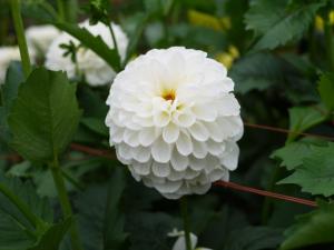 両神山麓 花の郷 ダリア園の写真7