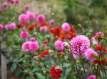 両神山麓 花の郷 ダリア園の写真のサムネイル写真8