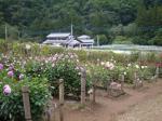 両神山麓 花の郷 ダリア園の写真のサムネイル写真9