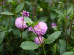 両神山麓 花の郷 ダリア園の写真のサムネイル写真10