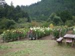 両神山麓 花の郷 ダリア園の写真のサムネイル写真11