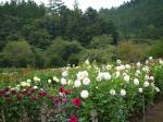 両神山麓 花の郷 ダリア園の写真のサムネイル写真12