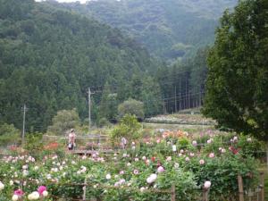 両神山麓 花の郷 ダリア園の写真13
