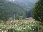 両神山麓 花の郷 ダリア園の写真のサムネイル写真13
