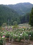 両神山麓 花の郷 ダリア園の写真のサムネイル写真14