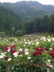 両神山麓 花の郷 ダリア園の写真のサムネイル写真15