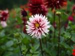 両神山麓 花の郷 ダリア園の写真のサムネイル写真16