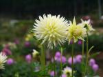 両神山麓 花の郷 ダリア園の写真のサムネイル写真18