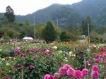 両神山麓 花の郷 ダリア園の写真のサムネイル写真20