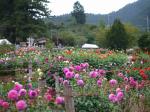 両神山麓 花の郷 ダリア園の写真のサムネイル写真21