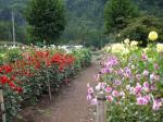 両神山麓 花の郷 ダリア園の写真のサムネイル写真22