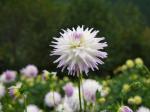 両神山麓 花の郷 ダリア園の写真のサムネイル写真23