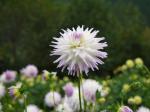 両神山麓 花の郷 ダリア園の写真のサムネイル写真23