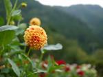 両神山麓 花の郷 ダリア園の写真のサムネイル写真26