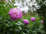 両神山麓 花の郷 ダリア園の写真のサムネイル写真27