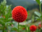 両神山麓 花の郷 ダリア園の写真のサムネイル写真28