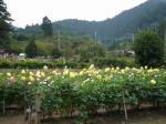 両神山麓 花の郷 ダリア園の写真のサムネイル写真29