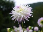 両神山麓 花の郷 ダリア園の写真のサムネイル写真30