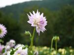 両神山麓 花の郷 ダリア園の写真のサムネイル写真31