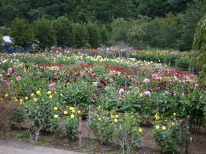 両神山麓 花の郷 ダリア園の写真33