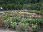 両神山麓 花の郷 ダリア園の写真のサムネイル写真33