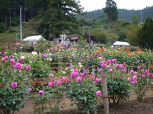 両神山麓 花の郷 ダリア園の写真34